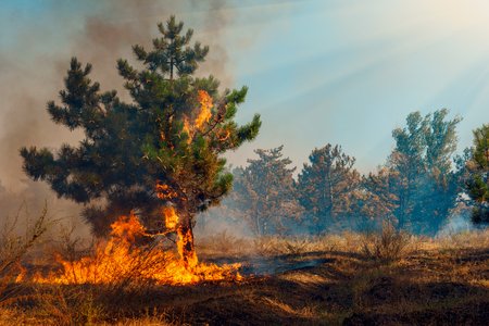 На Звягельщині горіла соснова посадка