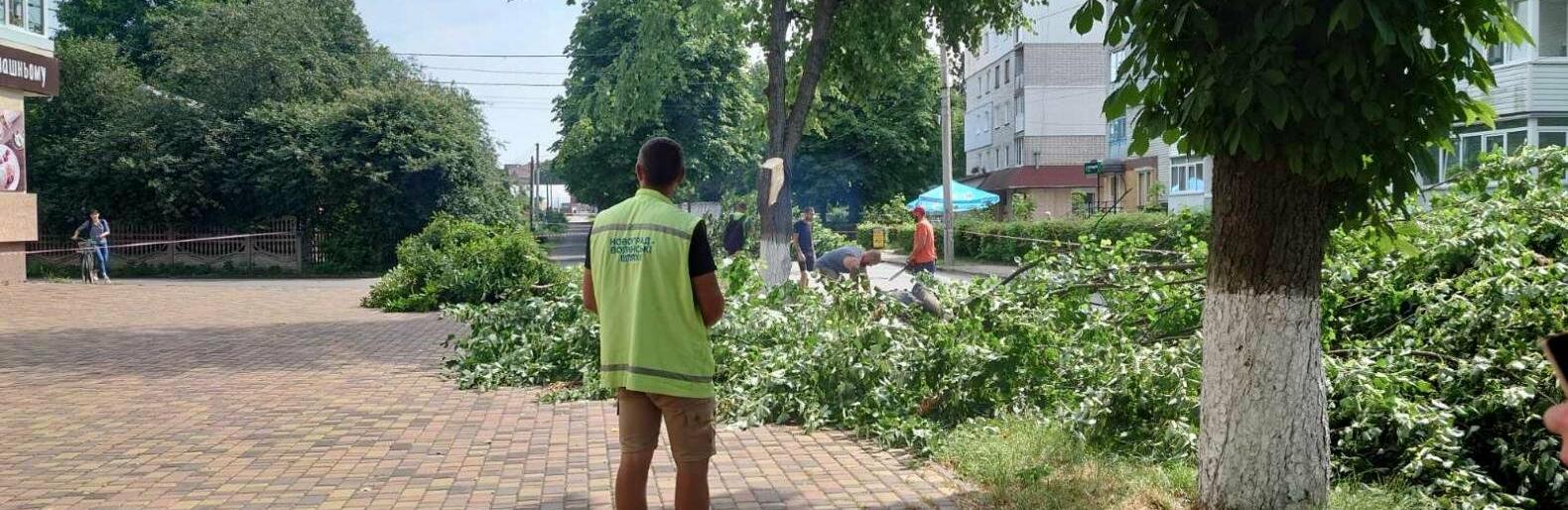 У Звягелі ремонтуватимуть одну з вулиць: зелені насадження вирубають через розширення дорожнього полотна