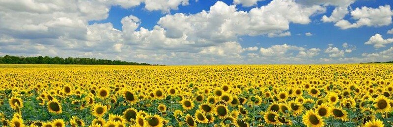 У Мінагрополітики розповіли, чи слід очікувати на продовольчу кризу в Україні