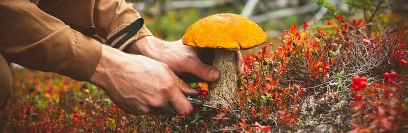 Грибна пора у Новограді: як не не отруїтися грибами