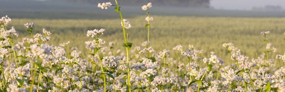 Житомирщина увійшла до трійки лідерів за кількістю намолоченої гречки