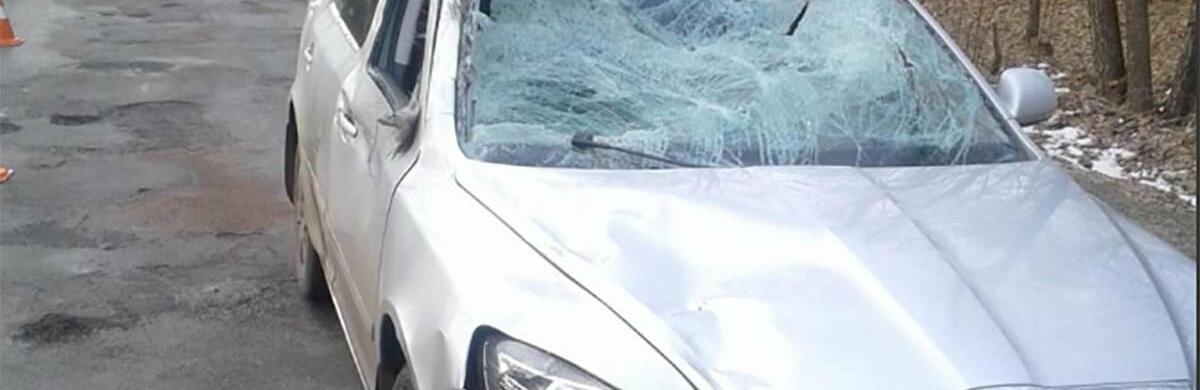  На автошляху у Житомирській області водій на Skoda збив лося, що випадково вибіг на дорогу