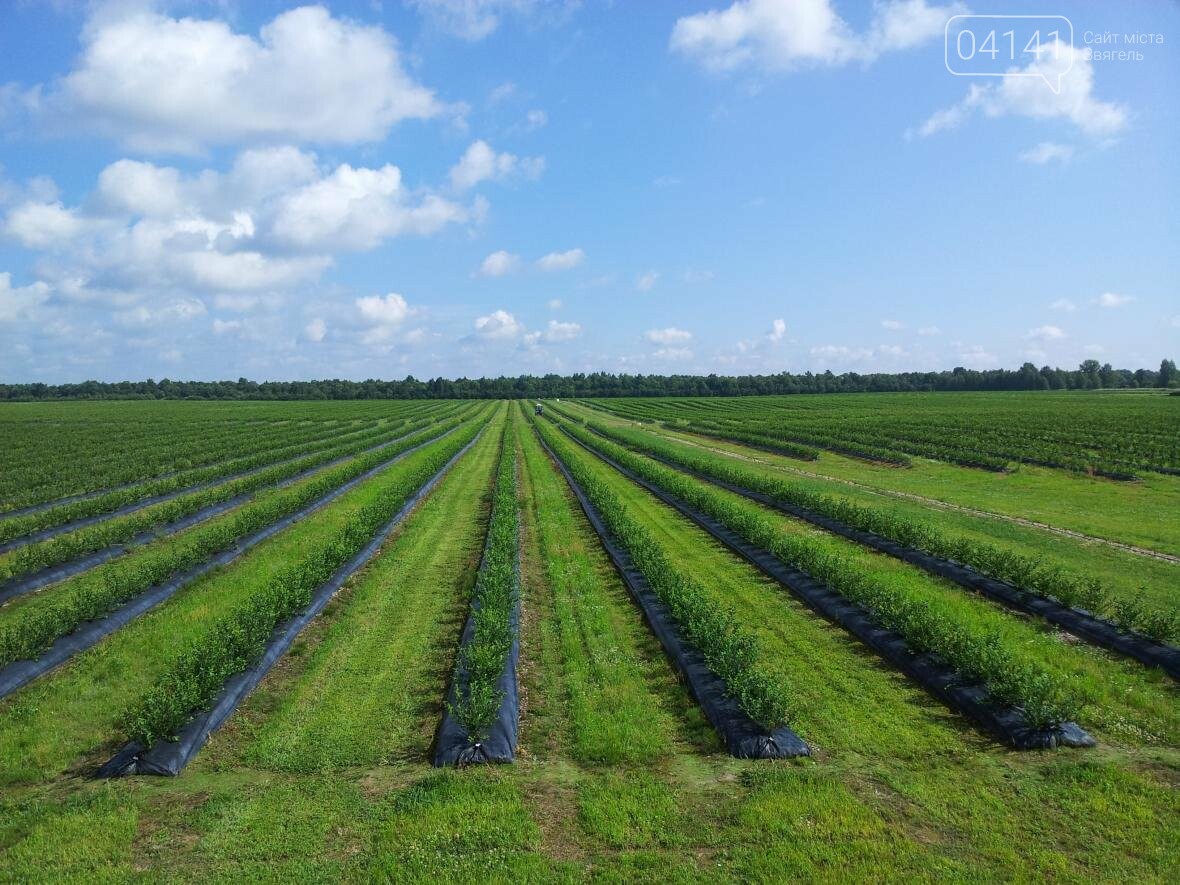 Найбільший урожай лохини на Житомирщині зібрали у Новоград-..., фото-1 Найбільший урожай лохини на Житомирщині зібрали у Новоград-Волинському районі, фото-1