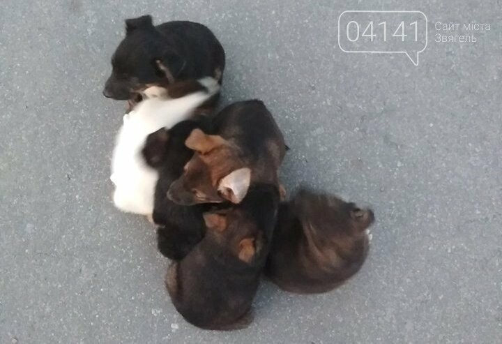 Відстріл собак у Новограді-Волинському: Чи законно це і яке..., фото-1 Відстріл собак у Новограді-Волинському: Чи законно це і яке може бути покарання?, фото-1
