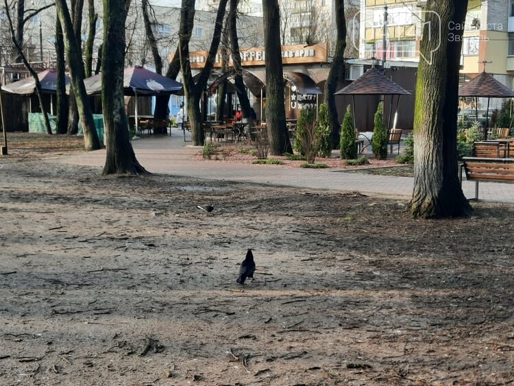 Загиджений парк воронами: Проблема яку місцева влада Новограда воліє не помічати, фото-4