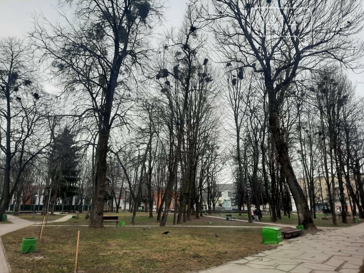 Загиджений парк воронами: Проблема яку місцева влада Новограда воліє не помічати, фото-6