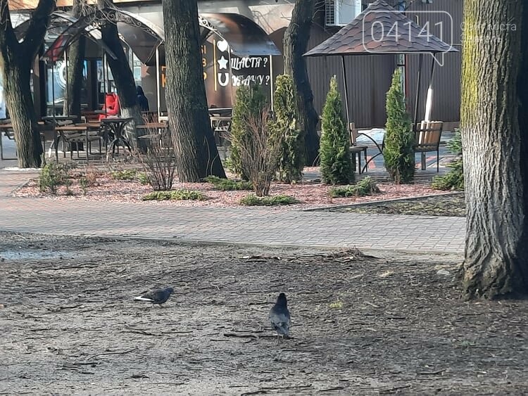 Загиджений парк воронами: Проблема яку місцева влада Новограда воліє не помічати, фото-5