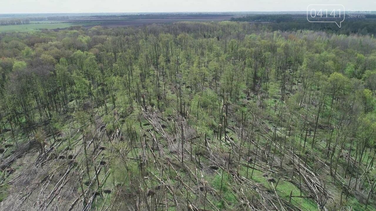 На Новоград-Волинщині пройшов смерч: Повалив сотні дерев (..., фото-1 На Новоград-Волинщині пройшов смерч: Повалив сотні дерев (ФОТО, ВІДЕО), фото-1