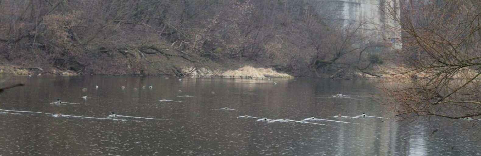 Качки на річці Случ Качки на річці Случ, Олександр Сукач