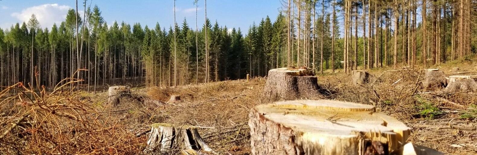 В Україні схвалили Порядок проведення національної інвентаризації лісів