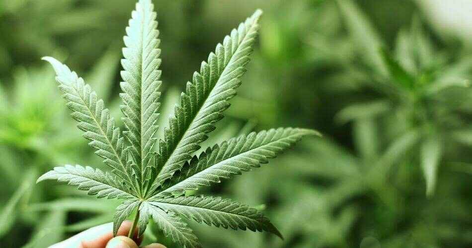 Семена конопли наркотик статистика смертности от марихуаны