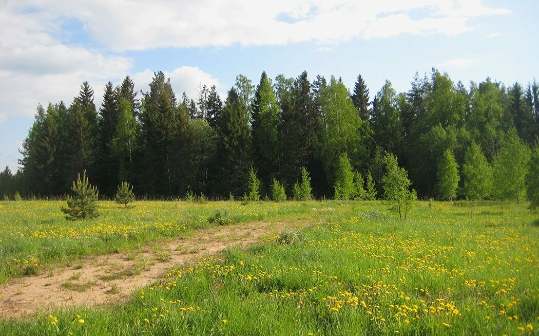 Как правильно купить земельный участок